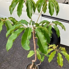 観葉植物　大型ブラッサイア　Umbrella treeの画像