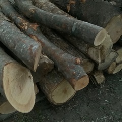 原木　薪　丸太　広葉樹の画像