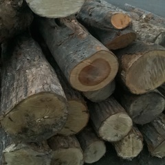 原木　薪　丸太　広葉樹の画像