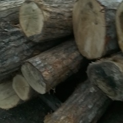 原木　薪　丸太　広葉樹の画像