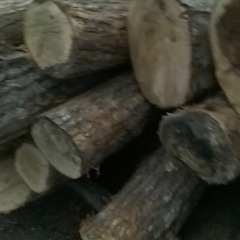 原木　薪　丸太　広葉樹の画像