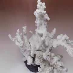 サンゴ　サンゴ礁　珊瑚礁　サンゴ置物　水槽サンゴ　高さ３４ｃｍ　巾２５ｃｍｘ１８ｃｍ　重さ3.5㎏　【非対面取引です】の画像