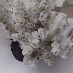 サンゴ　サンゴ礁　珊瑚礁　サンゴ置物　水槽サンゴ　高さ３４ｃｍ　巾２５ｃｍｘ１８ｃｍ　重さ3.5㎏　【非対面取引です】の画像