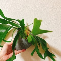 観葉植物コウモリランビカクシダ（大）の画像
