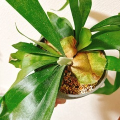 観葉植物コウモリランビカクシダ（大）の画像