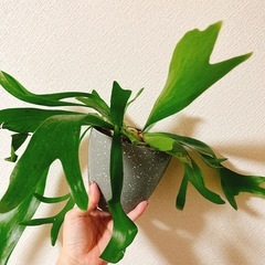 観葉植物コウモリランビカクシダ（大）の画像