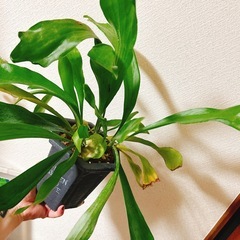 観葉植物コウモリランビカクシダ（特大）ハンドメイドリメイク鉢の画像