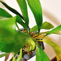 観葉植物コウモリランビカクシダ（特大）ハンドメイドリメイク鉢の画像