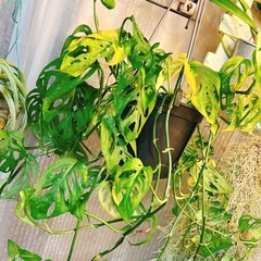 観葉植物マドカズラ　オプリクアエクスピラータの画像