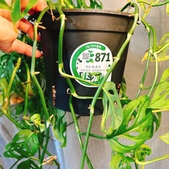 観葉植物マドカズラ　オプリクアエクスピラータの画像