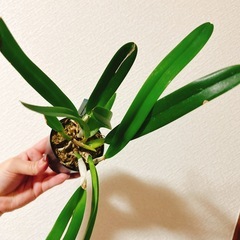 観葉植物　洋ラン　　の画像