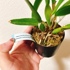 観葉植物　洋ラン　　の画像