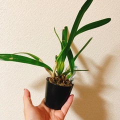 観葉植物　洋ラン　　
