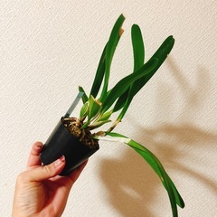 観葉植物　洋ラン　　の画像