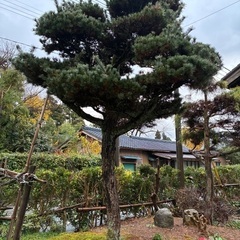 木を切って欲しい　薪にいかがでしょうか？