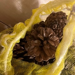 松ぼっくりの画像