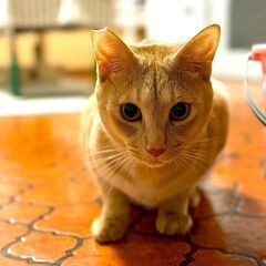 チャイくんは男前！