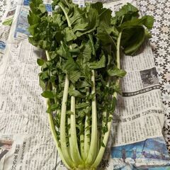 大根の葉12/2収穫の画像
