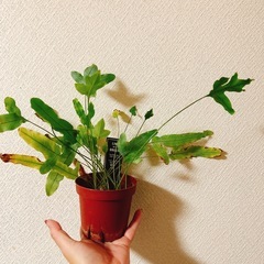 観葉植物プレポディウムブルースターの画像