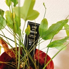 観葉植物プレポディウムブルースターの画像