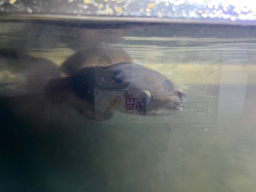 イエロー
トーマン　 ショートタイプ　スネークヘッド　熱帯魚