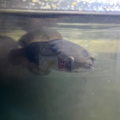 イエロー
トーマン　 ショートタイプ　スネークヘッド　熱帯魚の画像