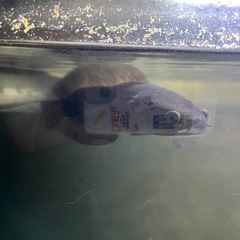 イエロー
トーマン　 ショートタイプ　スネークヘッド　熱帯魚の画像