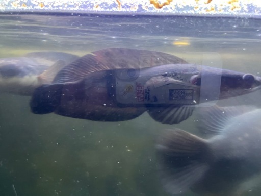 イエロー
トーマン　 ショートタイプ　スネークヘッド　熱帯魚