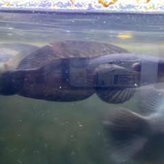 イエロー
トーマン　 ショートタイプ　スネークヘッド　熱帯魚の画像