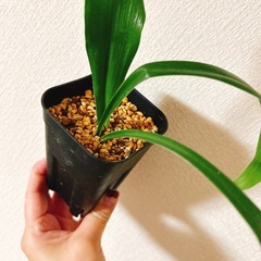 観葉植物　おもとの画像