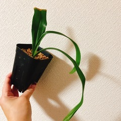 観葉植物　おもとの画像