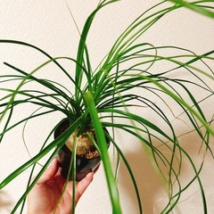 観葉植物トックリラン（大）