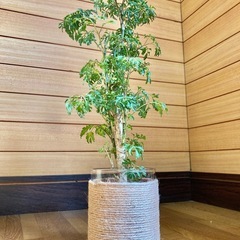 観葉植物　ポリシャスとガラス製鉢カバーの画像