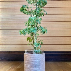 観葉植物　ポリシャスとガラス製鉢カバーの画像