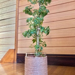 観葉植物　ポリシャスとガラス製鉢カバーの画像