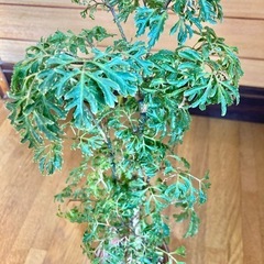 観葉植物　ポリシャスとガラス製鉢カバーの画像