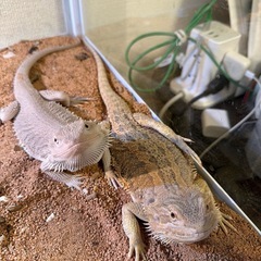 フトアゴヒゲトカゲ