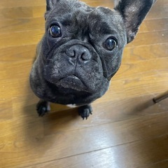 フレンチブルドッグ　ブリンドルの女の子