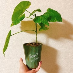 観葉植物フィカスウンベラータ　ハンドメイドリメイク鉢