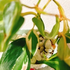 レア✨観葉植物フィロデンドロンクリームスプラッシュ　ハンドメイドリメイクティータイムの画像