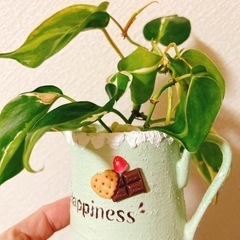 レア✨観葉植物フィロデンドロンクリームスプラッシュ　ハンドメイドリメイクティータイムの画像
