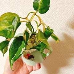 レア✨観葉植物フィロデンドロンクリームスプラッシュ　ハンドメイドリメイクティータイムの画像
