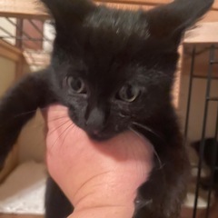 黒猫仔猫（オレンジ）メス