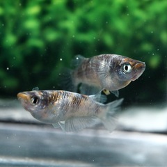 12/3(水)　JAあつぎ あぐりべぇ メダカ出荷の画像