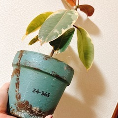 観葉植物フィカスルビー　ハンドメイドリメイク鉢アンティーク風の画像