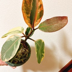 観葉植物フィカスルビー　ハンドメイドリメイク鉢アンティーク風の画像