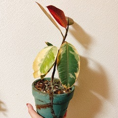 観葉植物フィカスルビー　ハンドメイドリメイク鉢アンティーク風の画像