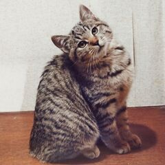 生後3か月♂キジトラ4兄弟(ルイス)