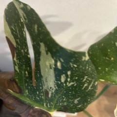 斑入りモンステラ ホワイトタイガー の画像