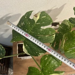 斑入りモンステラ ホワイトタイガー の画像